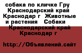 собака по кличке Гру - Краснодарский край, Краснодар г. Животные и растения » Собаки   . Краснодарский край,Краснодар г.